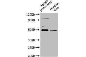 Western Blot Positive WB detected in: Apium graveolens leaf tissue, Glycine max leaf tissue All lanes: CRD1 antibody at 1:1000 Secondary Goat polyclonal to rabbit IgG at 1/50000 dilution Predicted band size: 48 kDa Observed band size: 48 kDa (CRD1 anticorps  (AA 37-409))
