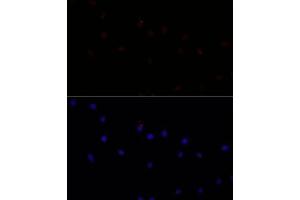 Immunofluorescence analysis of L929 cells using C antibody (ABIN7266034) at dilution of 1:100.