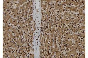 ABIN6278308 at 1/100 staining Human liver tissue by IHC-P. (IL-33 anticorps  (Internal Region))