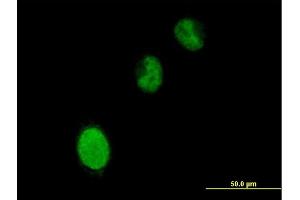 Immunofluorescence of purified MaxPab antibody to BRPF3 on HeLa cell. (BRPF3 anticorps  (AA 1-1205))