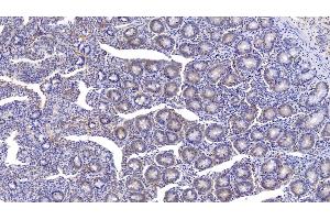 Detection of MPO in Bovine Small intestine Tissue using Monoclonal Antibody to Myeloperoxidase (MPO) (Myeloperoxidase anticorps)