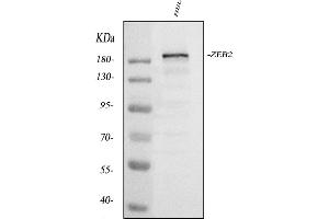 Western blot analysis of ZEB2 using anti-ZEB2 antibody (ABIN3042325). (ZEB2 anticorps  (AA 1-200))
