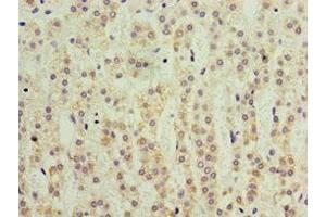 Immunohistochemistry of paraffin-embedded human adrenal gland tissue using ABIN7157726 at dilution of 1:100 (KLF3 anticorps  (AA 1-240))