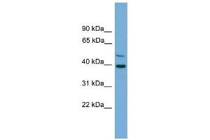 C21orf58 antibody used at 1 ug/ml to detect target protein. (C21orf58 anticorps  (N-Term))