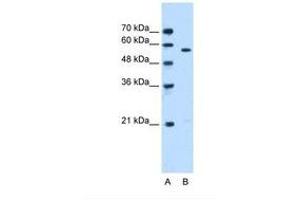 Image no. 1 for anti-serine/threonine Kinase 3 (STK3) (N-Term) antibody (ABIN6738491) (STK3 anticorps  (N-Term))