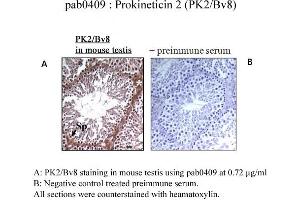 Image no. 1 for anti-Prokineticin 2 (PROK2) (C-Term) antibody (ABIN347481) (PROK2 anticorps  (C-Term))