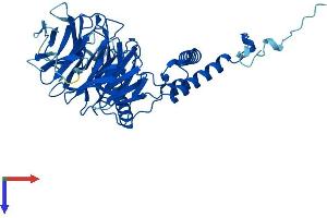 AlphaFold protein structure predicition of Human Recombinant DCAF13 Protein, UniprotID Q9NV06