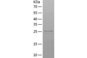 Western Blotting (WB) image for Chloride Intracellular Channel 4 (CLIC4) (AA 1-253) protein (His-IF2DI Tag) (ABIN7122354)