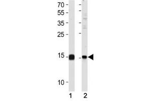 SUMO2/3 antibody western blot analysis in (1) 293 and (2) HeLa lysate (SUMO2/3 anticorps  (AA 53-84))