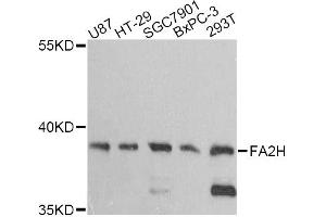 Western blot analysis of extracts of various cell lines, using FA2H antibody (ABIN6292084) at 1:3000 dilution. (FA2H anticorps)