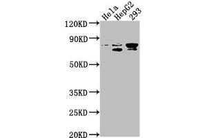 Western Blot Positive WB detected in: Hela whole cell lysate, HepG2 whole cell lysate, 293 whole cell lysate All lanes: SRPK2 antibody at 1:1000 Secondary Goat polyclonal to rabbit IgG at 1/50000 dilution Predicted band size: 78, 80 kDa Observed band size: 78 kDa (SRPK2 anticorps  (AA 471-688))