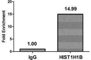 Chromatin Immunoprecipitation Hela (4*10 6 , treated with 100nM calyculin A for 60 min) were treated with Micrococcal Nuclease, sonicated, and immunoprecipitated with 5 μg anti-HIST1H1B (ABIN7139623) or a control normal rabbit IgG. (Histone H1.5 anticorps  (pThr154))