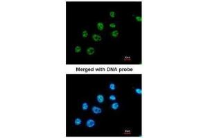 ICC/IF Image Immunofluorescence analysis of paraformaldehyde-fixed A549, using PAX8, antibody at 1:200 dilution.