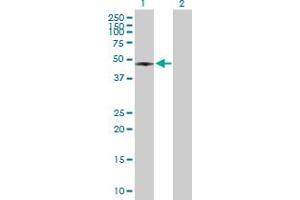 Western Blot analysis of RASSF8 expression in transfected 293T cell line by RASSF8 MaxPab polyclonal antibody. (RASSF8 anticorps  (AA 1-392))