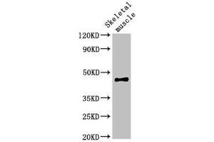 Western Blot Positive WB detected in: Rat skeletal muscle tissue All lanes: OLFML3 antibody at 2 μg/mL Secondary Goat polyclonal to rabbit IgG at 1/50000 dilution Predicted band size: 47, 44, 33 kDa Observed band size: 47 kDa (OLFML3 anticorps  (AA 201-406))