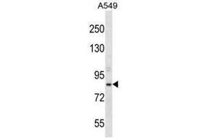 ASPH Antibody (Center) western blot analysis in A549 cell line lysates (35µg/lane).