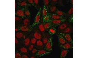 Immunofluorescence Analysis of methanol-fixed HeLa cells.