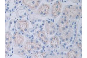 IHC-P analysis of Rat Kidney Tissue, with DAB staining. (Adipsin anticorps  (AA 1-263))
