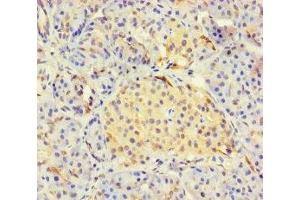 Immunohistochemistry of paraffin-embedded human pancreatic tissue using ABIN7158821 at dilution of 1:100 (LYG2 anticorps  (AA 20-212))