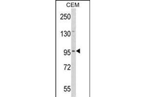 Western blot analysis of DZIP1 Antibody (Center) (ABIN652872 and ABIN2842565) in CEM cell line lysates (35 μg/lane). (DZIP1 anticorps  (AA 568-596))
