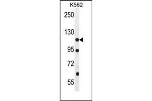 ECT2L antibody  (C-Term)