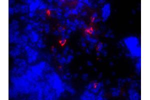 Goat anti-Mouse IgM (Heavy Chain) antibody (Texas Red (TR))