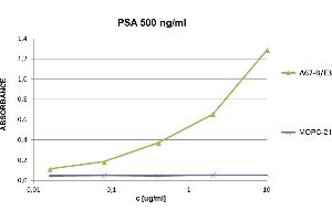 anti-Prostate Specific Antigen (PSA) antibody (Biotin)