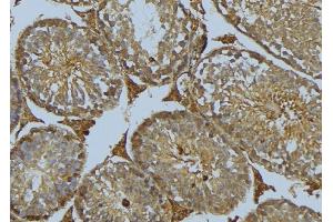 ABIN6275079 at 1/100 staining Mouse testis tissue by IHC-P. (DNAJB11 anticorps  (N-Term))