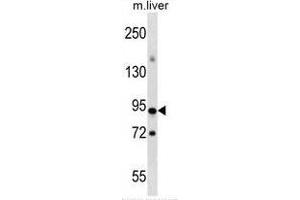 Wwestern blot analysis in mouse liver tissue lysates (35ug/lane) using CpG-binding protein/CXXC1 antibody . (CXXC1 anticorps  (Middle Region))