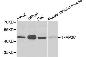 Western blot analysis of extracts of various cell lines, using TFAP2C antibody (ABIN5995382) at 1/500 dilution. (TFAP2C anticorps)