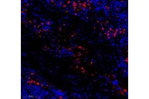 Immunofluorescence of paraffin embedded rat spleen using LTF (ABIN7074457) at dilution of 1: 700 (300x lens)