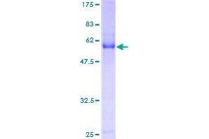 Image no. 1 for Cell Division Cycle Associated 3 (CDCA3) (AA 1-268) protein (GST tag) (ABIN1348870)