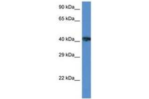 Image no. 1 for anti-X-Ray Repair Complementing Defective Repair in Chinese Hamster Cells 3 (XRCC3) (AA 122-171) antibody (ABIN6747308)