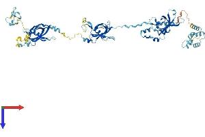 AlphaFold protein structure predicition of Human Recombinant EFHC1 Protein, UniprotID Q5JVL4