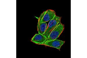 Immunofluorescence analysis of Hela cells using PDGFRA 8E12F2 HELA 100 mouse mAb (green).