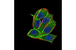 Immunofluorescence analysis of Hela cells using PDGFRA 8E12F2 HELA 100 mouse mAb (green). (PDGFRA anticorps  (AA 361-528))