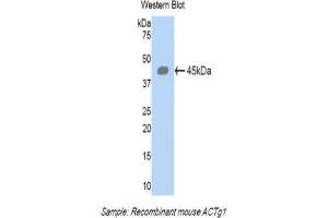Western Blotting (WB) image for anti-Actin, gamma 1 (ACTG1) (AA 1-375) antibody (ABIN1077746) (Actin, gamma 1 anticorps  (AA 1-375))