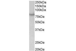 AP31682PU-N (1µg/ml) staining of HEK293 lysate (35µg protein in RIPA buffer). (SIM1 anticorps  (Internal Region))