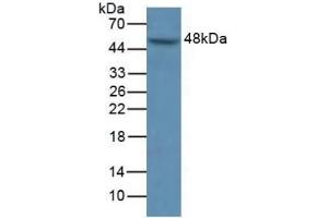 Detection of MAPK9 in Human A549 Cells using Polyclonal Antibody to Mitogen Activated Protein Kinase 9 (MAPK9) (JNK2 anticorps  (AA 130-387))