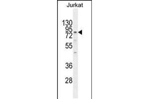 Western blot analysis in Jurkat cell line lysates (35ug/lane). (ELMO2 anticorps  (AA 323-350))