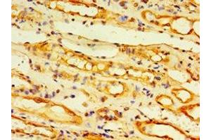 Immunohistochemistry of paraffin-embedded human kidney tissue using ABIN7173881 at dilution of 1:100 (Ectodysplasin A2 Receptor anticorps  (AA 1-138))