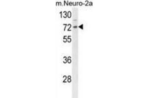 Western blot analysis of DNAJC2 (arrow) in mouse Neuro-2a cell line lysates (35ug/lane) using ZRF1 (DNAJC2 anticorps  (Middle Region))