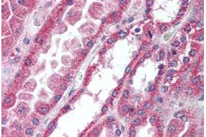Human Kidney (formalin-fixed, paraffin-embedded) stained with IRAK4 antibody ABIN297197 at 10 ug/ml followed by biotinylated goat anti-rabbit IgG secondary antibody ABIN481713, alkaline phosphatase-streptavidin and chromogen. (IRAK4 anticorps  (AA 38-54))