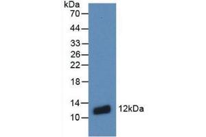 Western blot analysis of recombinant Human S100A8. (S100A8 anticorps  (AA 1-93))
