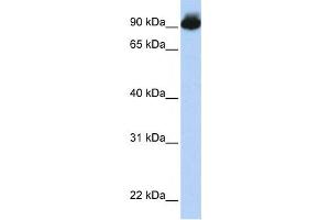 Western Blotting (WB) image for anti-Engulfment and Cell Motility 3 (ELMO3) antibody (ABIN2458676) (ELMO3 anticorps)