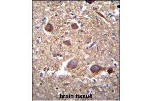 ITPKB Antibody (N-term) (ABIN652430 and ABIN2842237) immunohistochemistry analysis in formalin fixed and paraffin embedded human brain tissue followed by peroxidase conjugation of the secondary antibody and DAB staining. (ITPKB anticorps  (N-Term))
