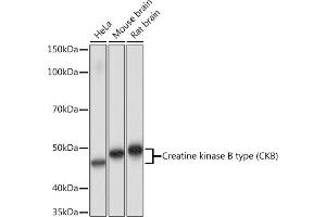 Western blot analysis of extracts of various cell lines, using Creatine kinase B type (CKB) Rabbit mAb (ABIN7266515) at 1:1000 dilution. (CKB anticorps)