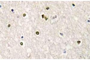 Immunohistochemistry (IHC) analyzes of CRSP77 antibody in paraffin-embedded human brain tissue. (MED17 anticorps)