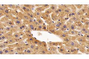 Detection of CD30L in Mouse Liver Tissue using Polyclonal Antibody to Cluster Of Differentiation 30 Ligand (CD30L)