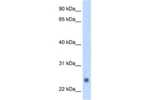 Western Blotting (WB) image for anti-Fast Skeletal Troponin I (TNNI2) antibody (ABIN2463421) (TNNI2 anticorps)